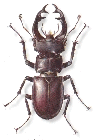 Lucanus cervus