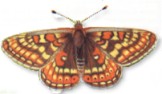 Euphydrias aurinia