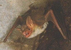 Myotis myotis