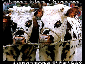 Génisses normandes, à la foire de Montebourg, en 1997. Photo P. David