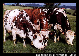 http://www.normandieweb.org/nature/vache/images/JMLvache02.jpg