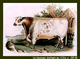 Le taureau durham au XIXe s