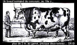 Un boeuf normand de concours, au 19e s., plus de 2 m. au garrot, presque deux tonnes