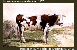 La vache normande idéale en 1857