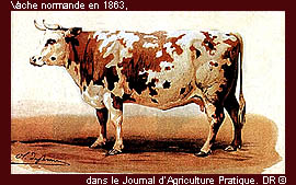 Vache normande : comment évoluent les caractéristiques de la race ?