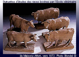 Statuettes d'études des races bovines